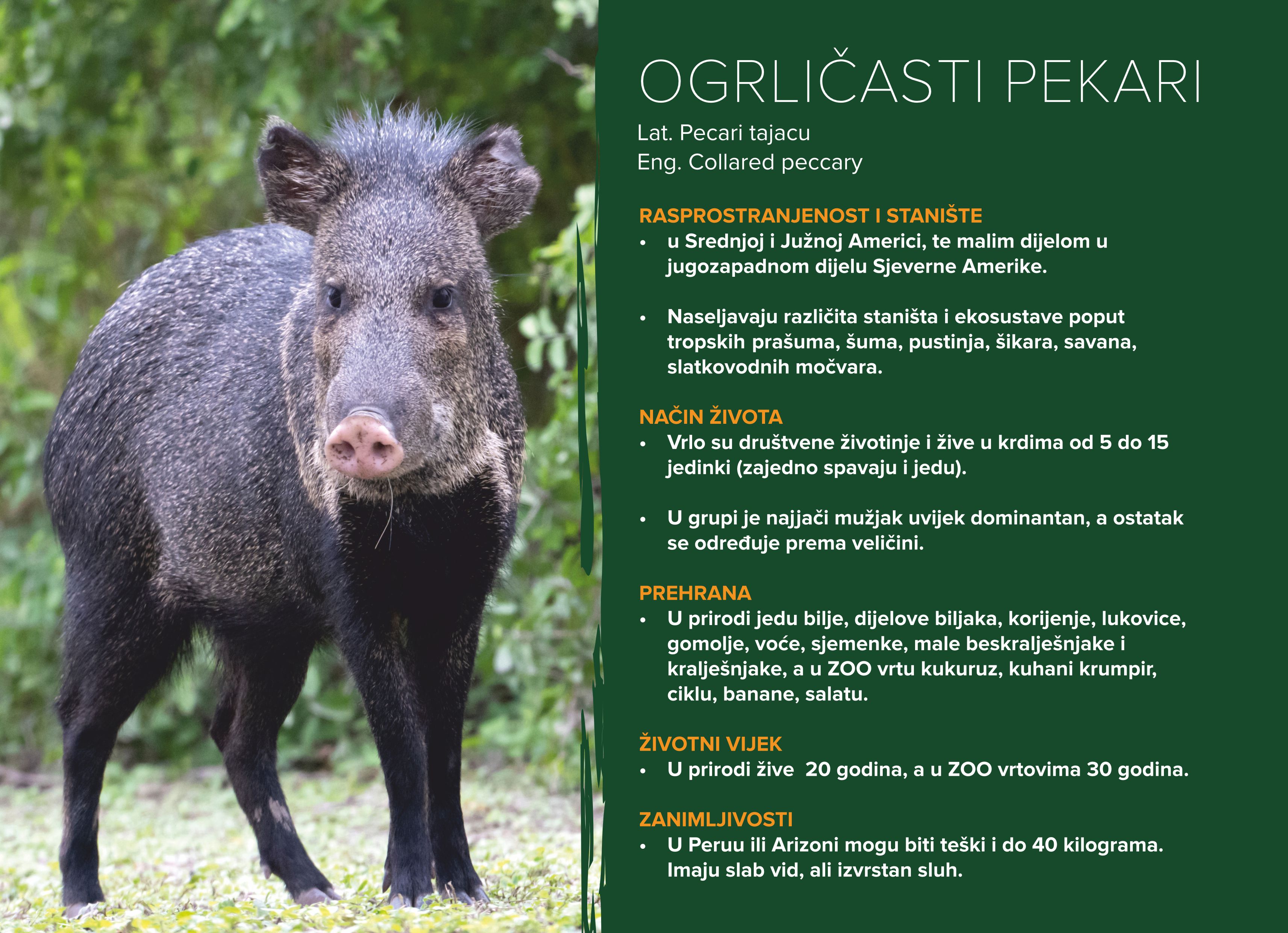 Ogrličasti pekari (Pecari tajacu)